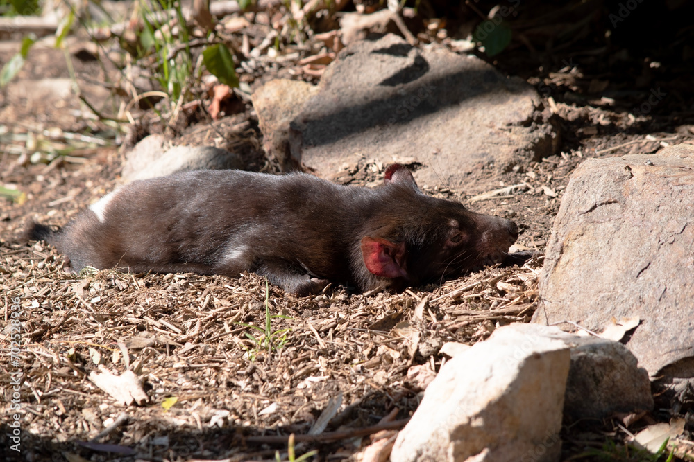 Tasmanian Devils are the size of a small dog. Devils have black fur with a large white stripe across their breast and the odd line on their back. Tasmanian Devils are the size of a small dog. Devils have black fur with a large white stripe across their breast and the odd line on their back.