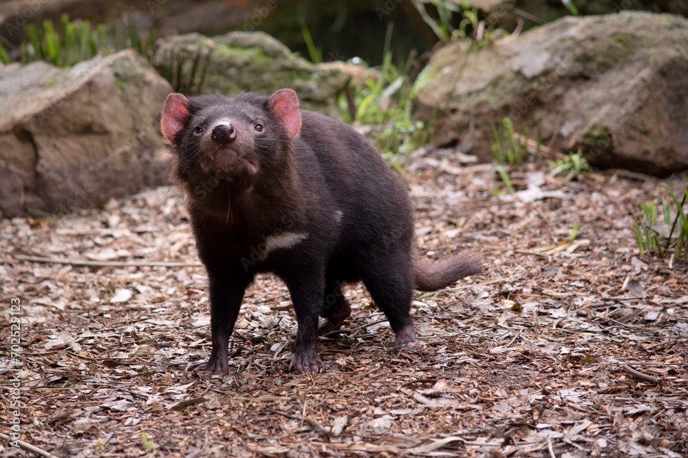 Tasmanian Devils are the size of a small dog. Devils have black fur with a large white stripe across their breast and the odd line on their back.. Tasmanian Devils are the size of a small dog. Devils have black fur with a large white stripe across their breast and the odd line on their back..