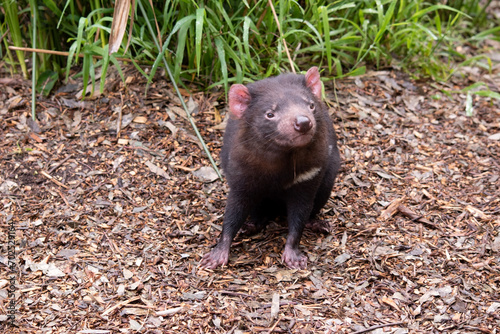 Tasmanian Devils are the size of a small dog. Devils have black fur with a large white stripe across their breast and the odd line on their back.. © susan flashman