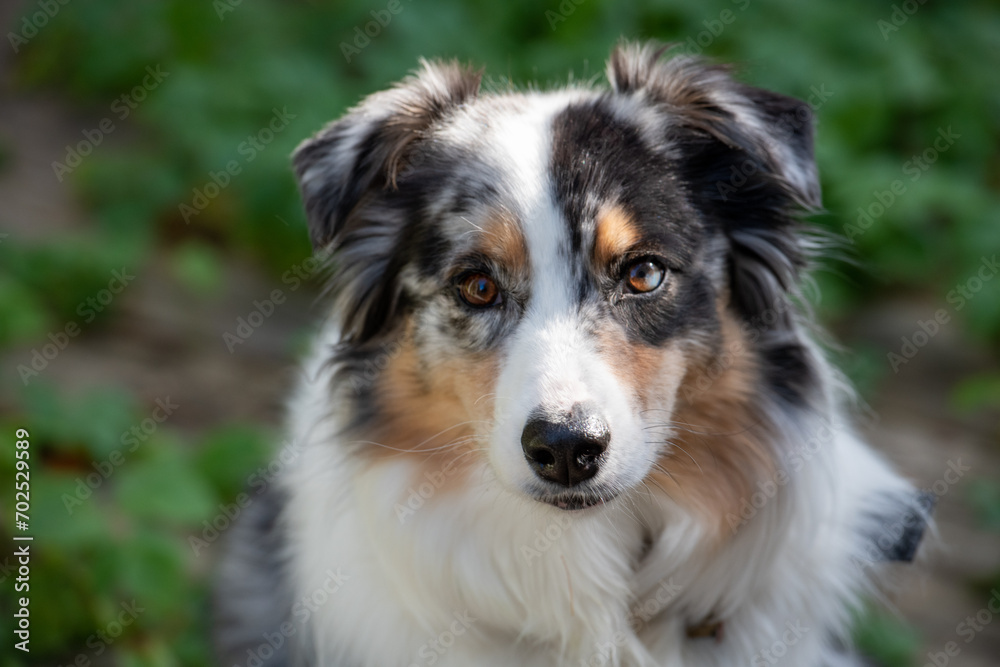 A closeup of an Australian shepherd puppy or Aussie with its mouth open and its long pink tongue hanging out. The young dog has brown, grey, white, and black fur. The dog has Corneal degeneration.
