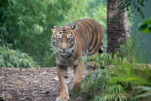 Fototapeta Naklejka Na Ścianę i Meble -  Tigers are powerful hunters with sharp teeth, strong jaws and agile bodies.