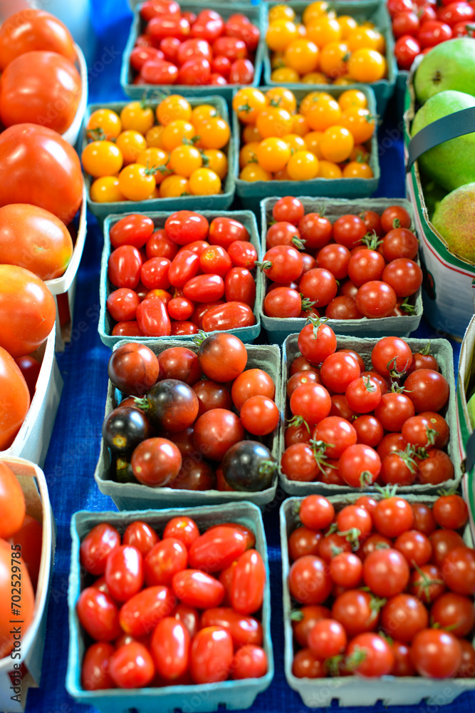 Rows of small green square fiber baskets of ripe organic cherry tomatoes on a grocery store shelf for sale. The red, yellow, and purple colored ripe cherry tomatoes are firm with thick shiny skin. Rows of small green square fiber baskets of ripe organic cherry tomatoes on a grocery store shelf for sale. The red, yellow, and purple colored ripe cherry tomatoes are firm with thick shiny skin.