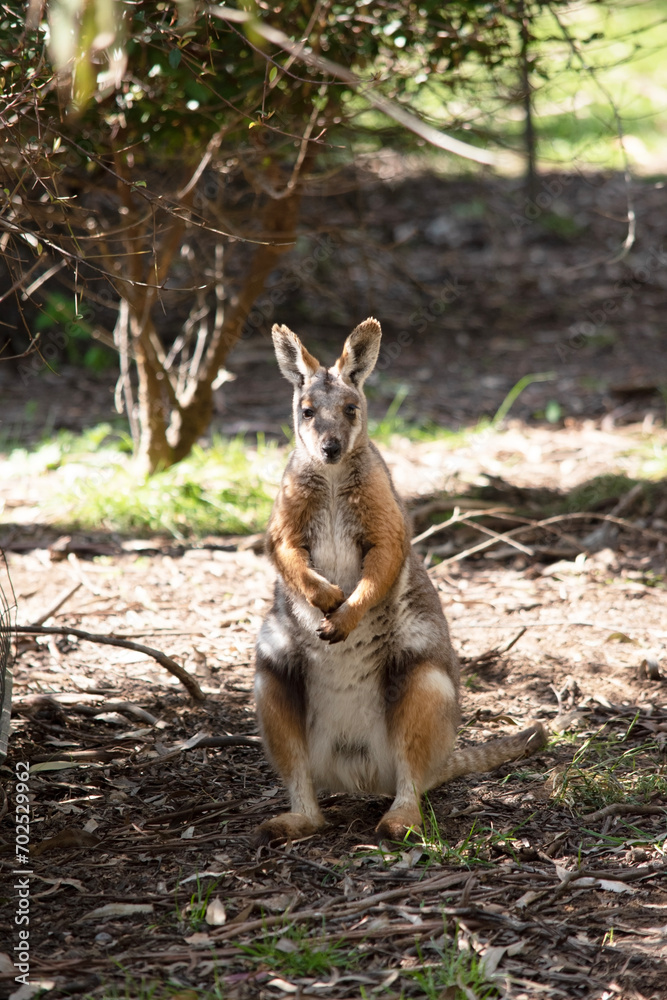 Obraz premium The Yellow-footed Rock-wallaby is brightly coloured with a white cheek stripe and orange ears. It is fawn-grey above with a white side-stripe, and a brown and white hip-stripe.