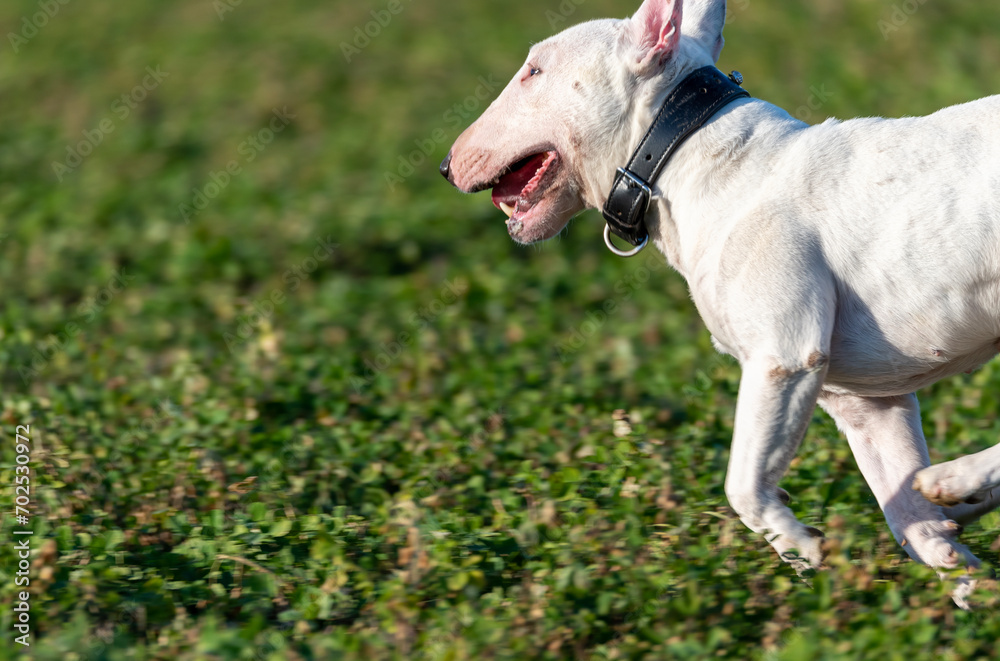 White Miniature Bull Terrier running White Miniature Bull Terrier running