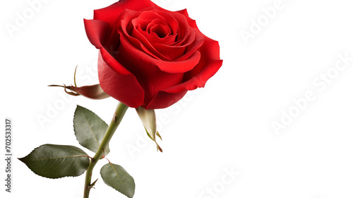 red rose isolated on white background photo