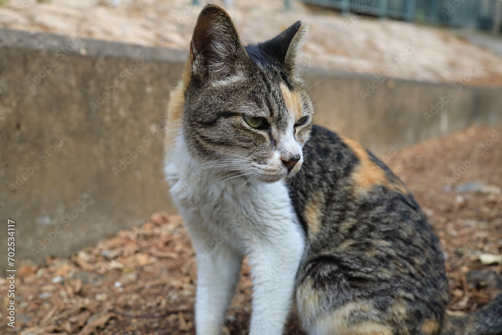a Feline House Cat Portrait with Whiskers, Looking at Camera a Feline House Cat Portrait with Whiskers, Looking at Camera