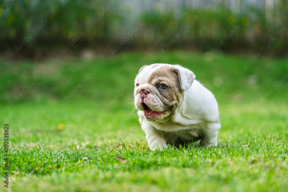 Happy French bulldog playing on grass in the garden Happy French bulldog playing on grass in the garden