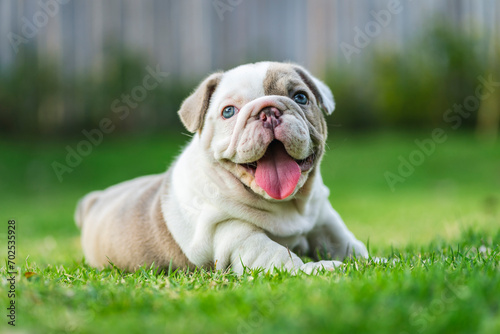 Happy French bulldog playing on grass in the garden