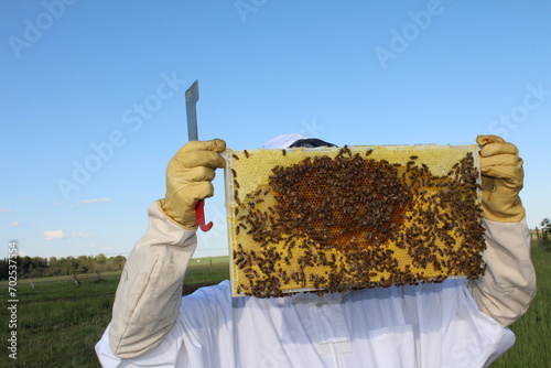 Bilde på lerret A healthy hive frame full of honey and brood.