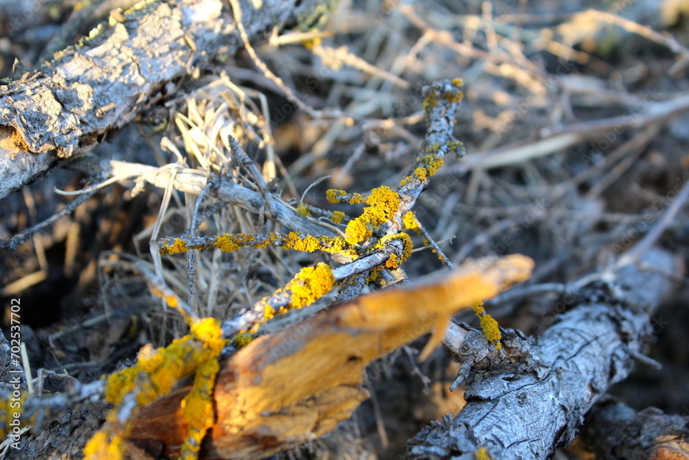 Moss or lichen growing beautifully on old growth. Moss or lichen growing beautifully on old growth.
