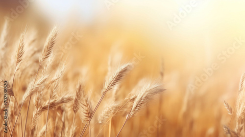 Sunlit golden wheat ears in a field  depicting a serene agricultural landscape.
