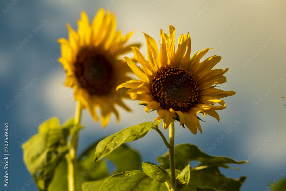 Close-up view of sunflowers growing in a sunflower field during a sunny summer day with a blue sky and some clouds. Close-up view of sunflowers growing in a sunflower field during a sunny summer day with a blue sky and some clouds.