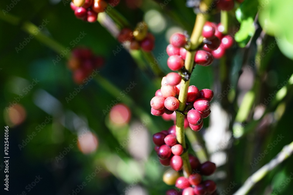 close up of berries on a bush Organic coffee plantations and coffee trees, ripe coffee cherry berries are red.	