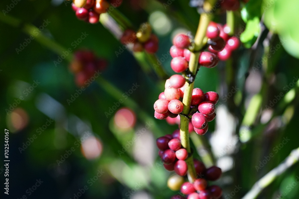 close up of berries on a bush Organic coffee plantations and coffee trees, ripe coffee cherry berries are red. close up of berries on a bush Organic coffee plantations and coffee trees, ripe coffee cherry berries are red.