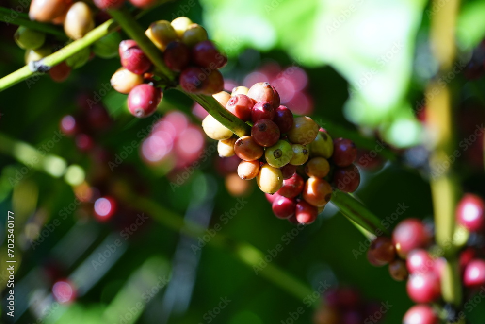 Organic coffee plantations and coffee trees, ripe coffee cherry berries are red.	