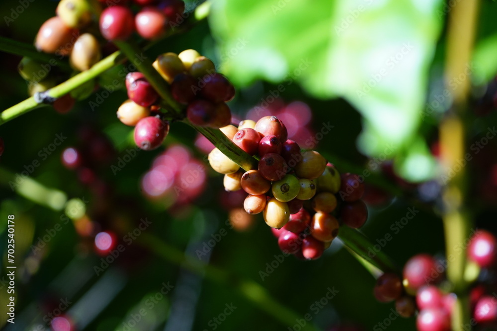 close up of berries on a bush Organic coffee plantations and coffee trees, ripe coffee cherry berries are red. close up of berries on a bush Organic coffee plantations and coffee trees, ripe coffee cherry berries are red.