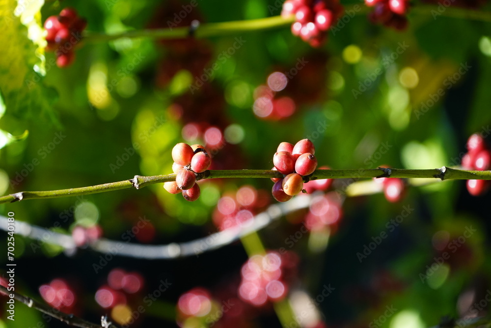 close up of berries on a bush Organic coffee plantations and coffee trees, ripe coffee cherry berries are red.	
