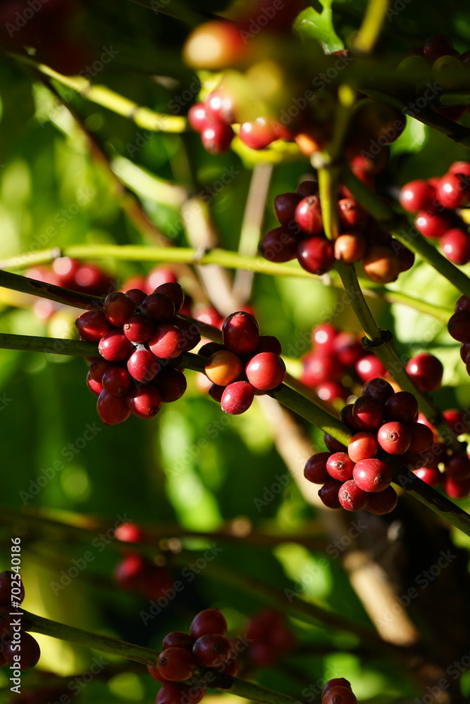 Organic coffee plantations and coffee trees, ripe coffee cherry berries are red. Organic coffee plantations and coffee trees, ripe coffee cherry berries are red.