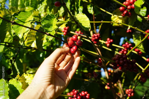 person picking Organic coffee plantations and coffee trees, ripe coffee cherry berries are red
