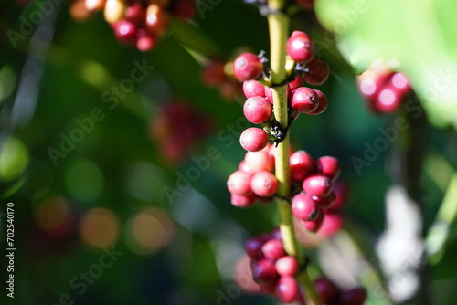 close up of berries on a bush Organic coffee plantations and coffee trees, ripe coffee cherry berries are red. 