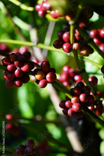 Organic coffee plantations and coffee trees  ripe coffee cherry berries are red. 
