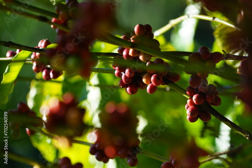 Organic coffee plantations and coffee trees, ripe coffee cherry berries are red.	