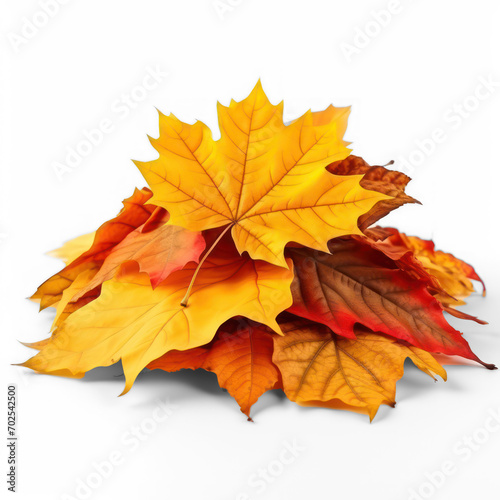 Pile of autumn colored leaves isolated on white background. A heap of different maple dry leaf .Red and colorful foliage colors in the fall season