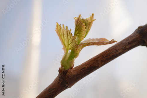 Newly formed bunches of baby grapes. young leaves grapes after pruning in autumn and spring.