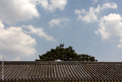 Korean traditional tile roof and pine tree