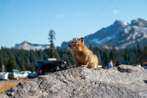 Squirrel on a rock and a distant mountain