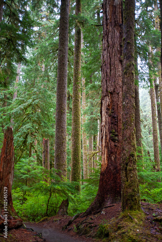 Tall trees and moss in the forest