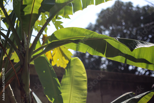 Banana tree and banana leaves in sunlight.