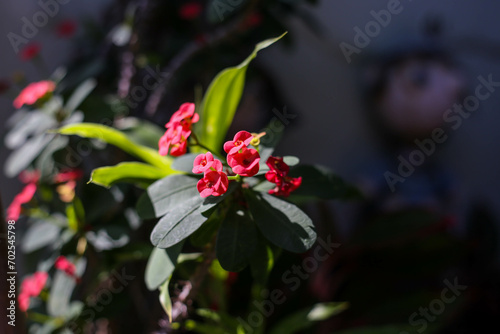Red Poi Xian flowers in the morning.
