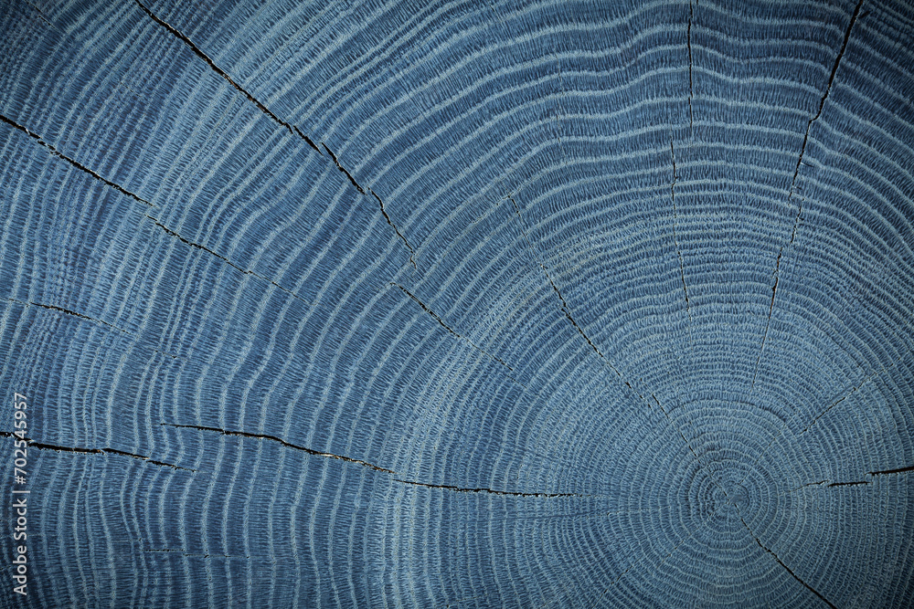 Fototapeta premium Blue Bog Oak Texture Cross Section.
