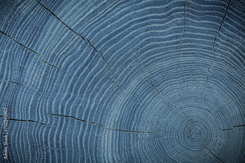Blue Bog Oak Texture Cross Section.