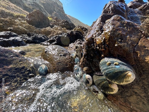 Island Abalone