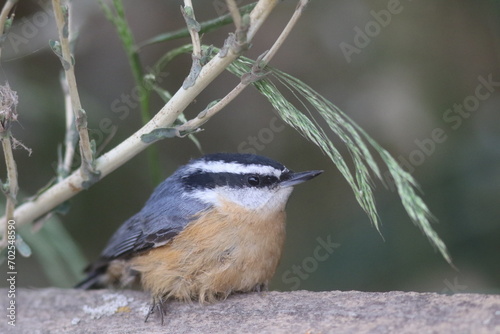 Nuthatch Nirvana