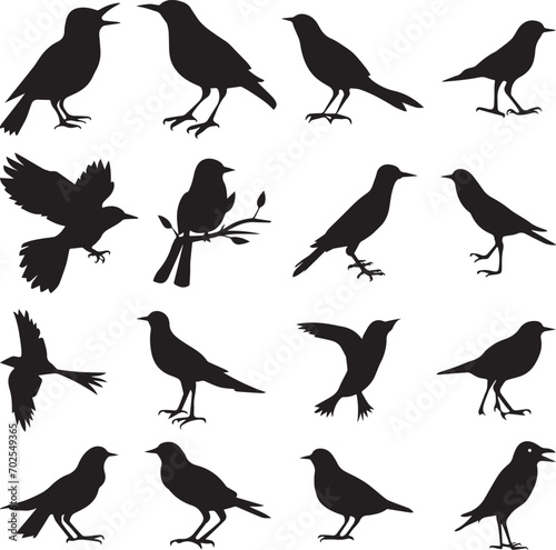 Bird s black silhouettes set. bird silhouettes. isolated on white background