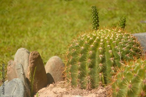 Cactus Echinopsis tubiflora domino erizo 