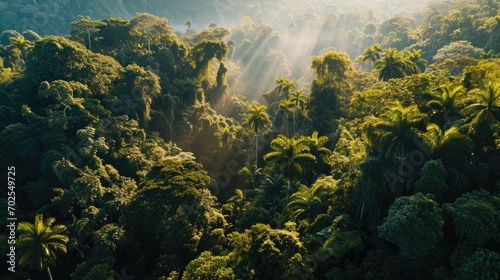 Fototapeta widok na las z promieniami słońca