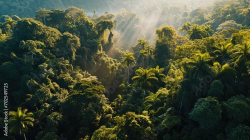 Obraz widok na las z promieniami słońca