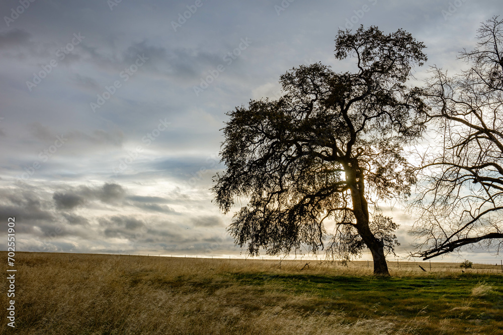 Beautiful landscape of trees and windy blown grass on a gloomy day in Oroville, California