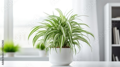 spider plant chlorophytum comosum in minimalist room photo