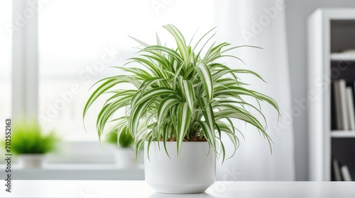 spider plant chlorophytum comosum in minimalist room
