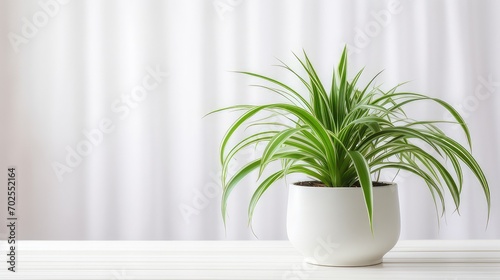spider plant chlorophytum comosum in minimalist room