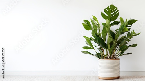 plant zamioculcas zamiifolia in minimalist room