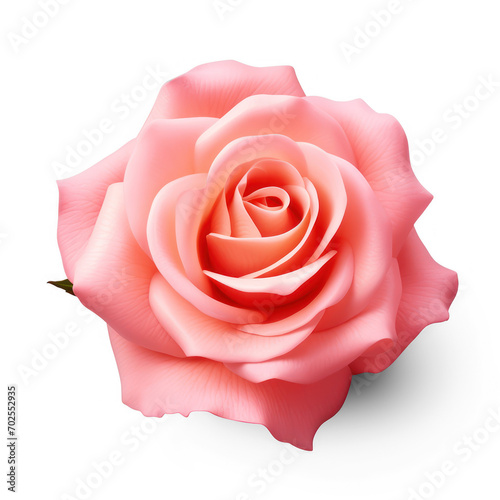 pink rose on isolate transparency background, PNG