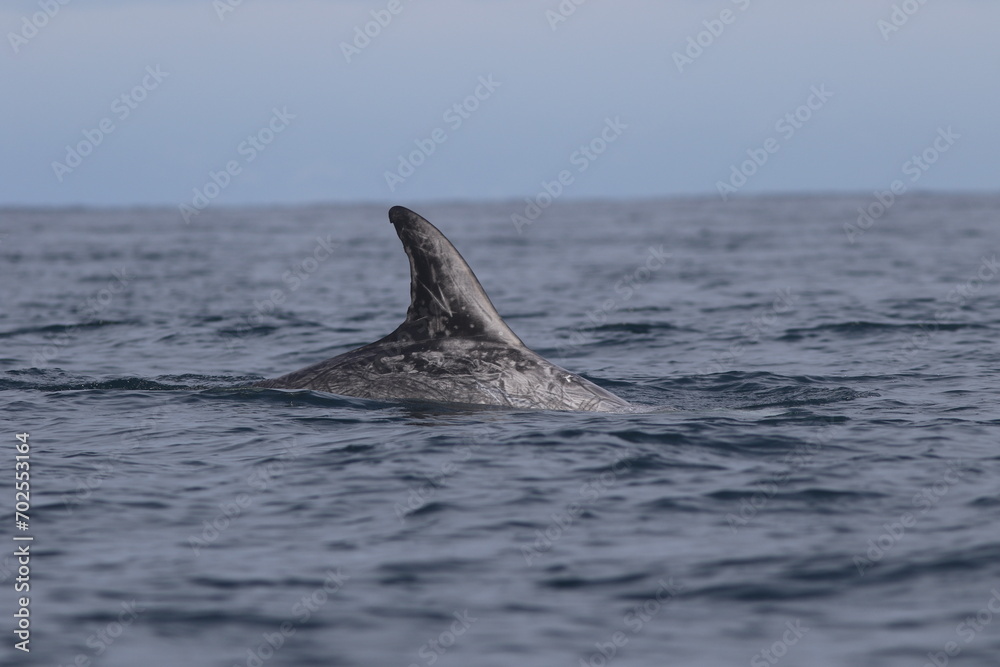 Fototapeta premium Marine Mammal