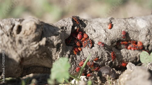 Deraeocoris plant bugs crawling on a fallen piece of wood under the bright summer sun.