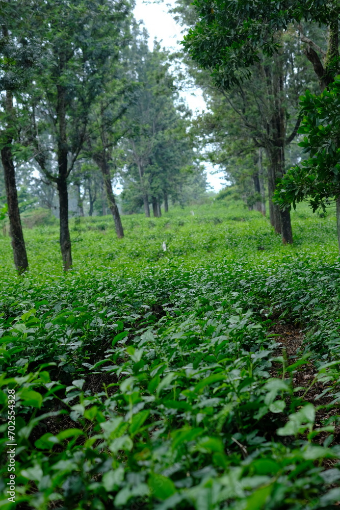 Tea plantation. Camellia sinensis is a tea plant, a species of plant whose leaves and shoots are used to make tea. Tea plantation. Camellia sinensis is a tea plant, a species of plant whose leaves and shoots are used to make tea.